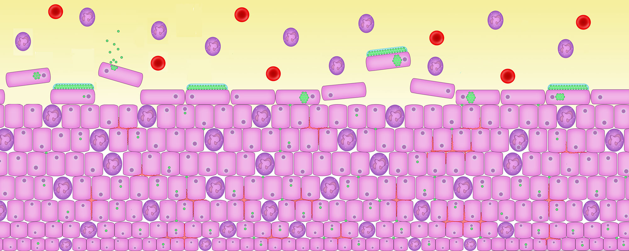 Cells are infected