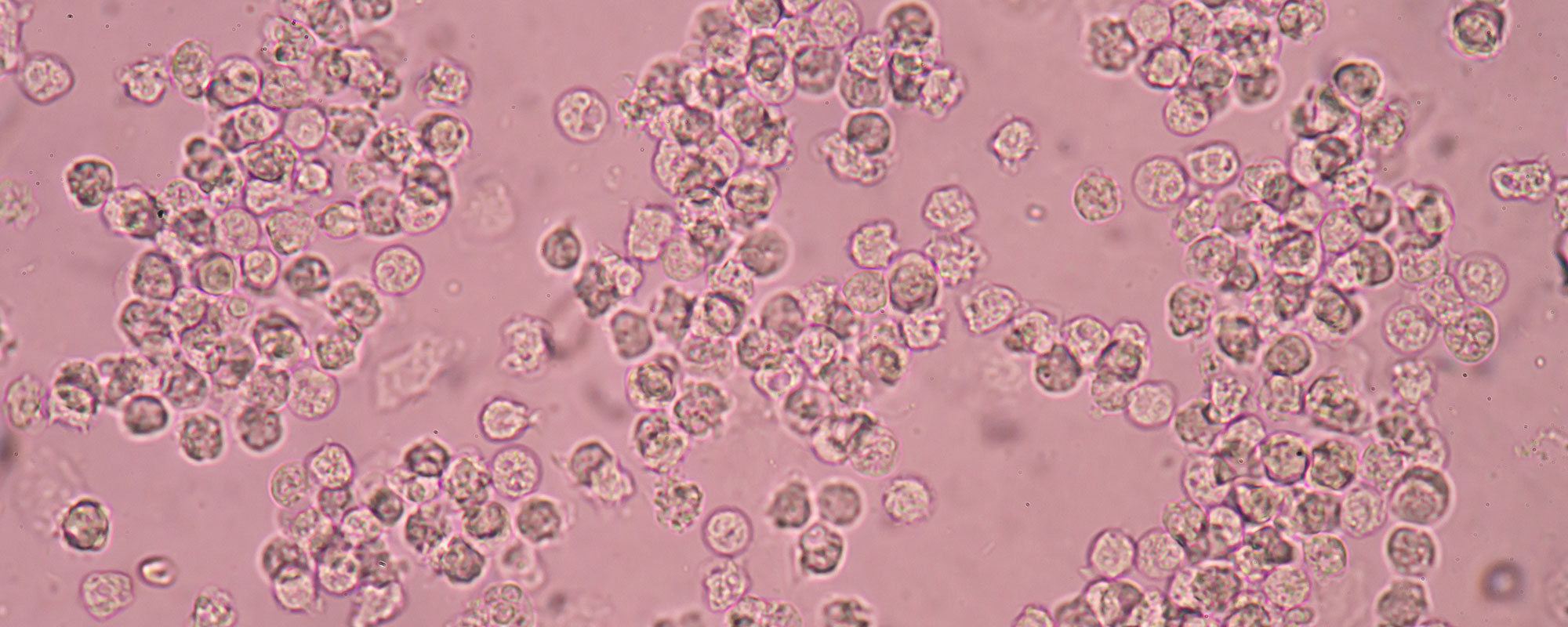 CUTIC Feature image